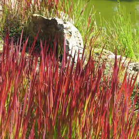 3 Graminées colorées en mélange - Graminées - Willemse