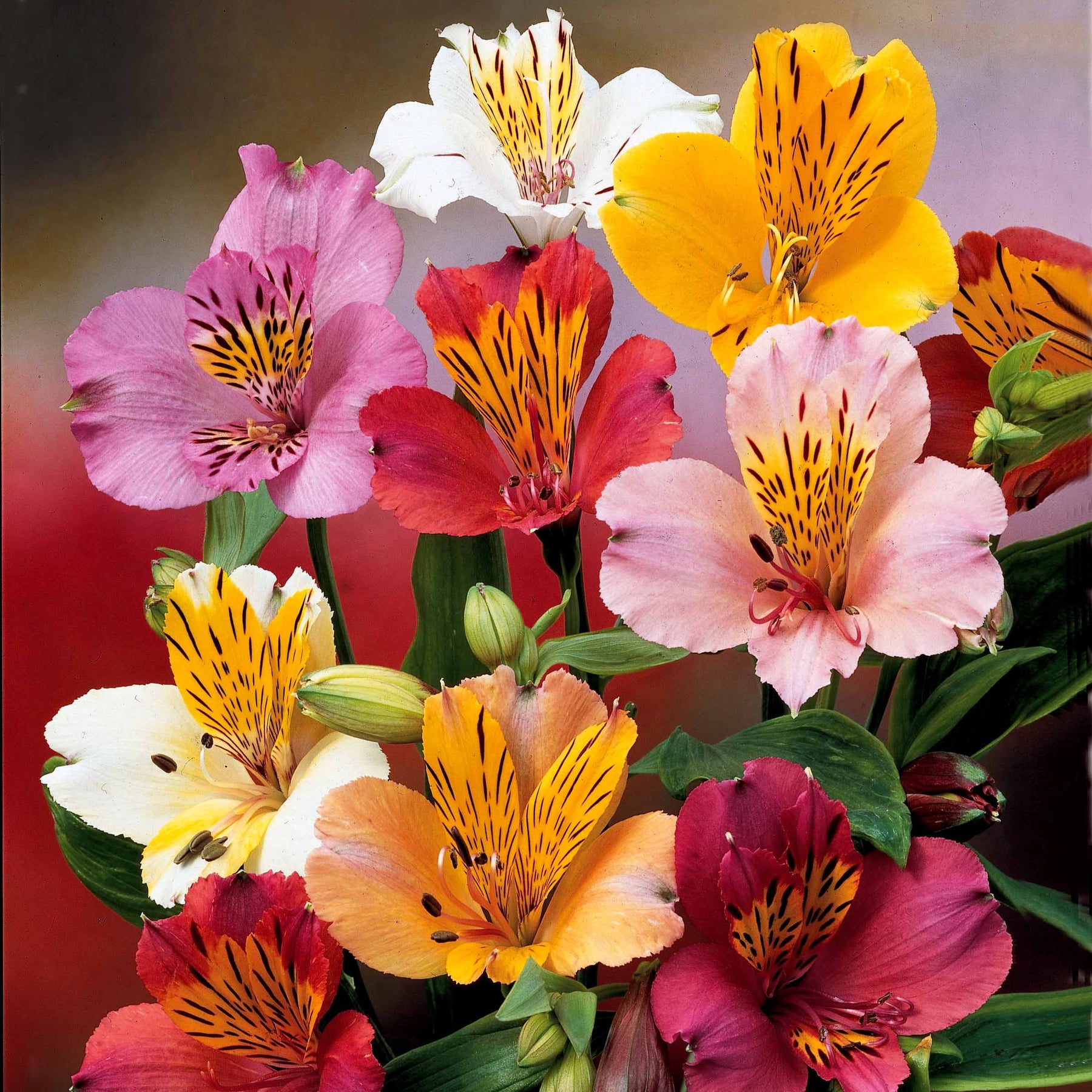 Alstroemeria - 3 Lys des incas en mélange - Fleurs vivaces