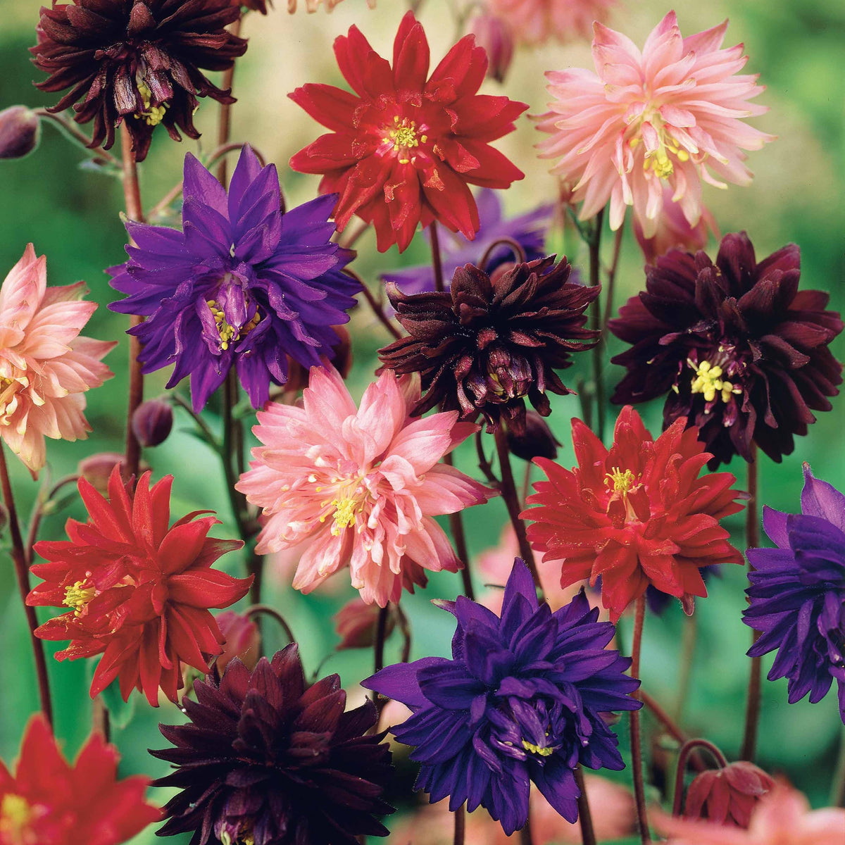 3 Ancolies Barlow en mélange - Aquilegia vulgaris barlow - Willemse