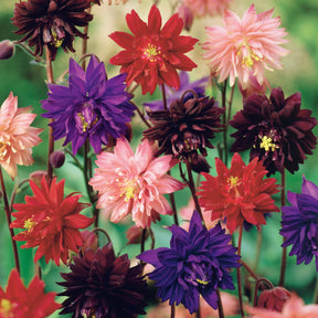 3 Ancolies Barlow en mélange - Aquilegia vulgaris barlow - Willemse