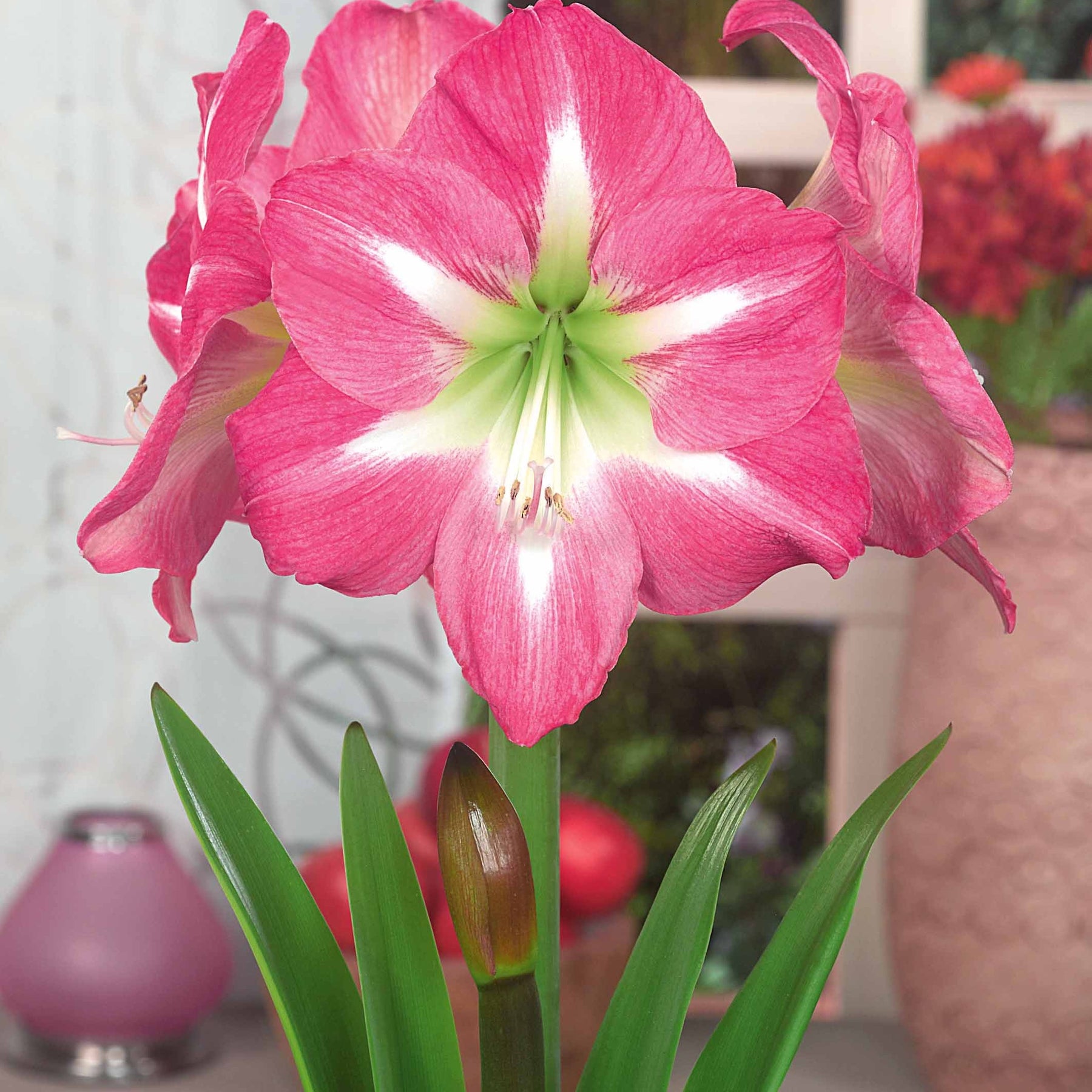 Amaryllis barbados , exposure - Collection de 2 Amaryllis géantes - Amaryllis