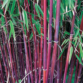 Collection de 3 Bambous traçants : vert, jaune, rouge - Bambous - Willemse