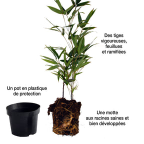 Vente Collection de 3 Bambous traçants : vert, jaune, rouge - Bambous