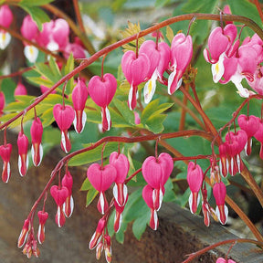 Cœur de Marie - 4 Coeur de Marie en mélange - Dicentra spectabilis