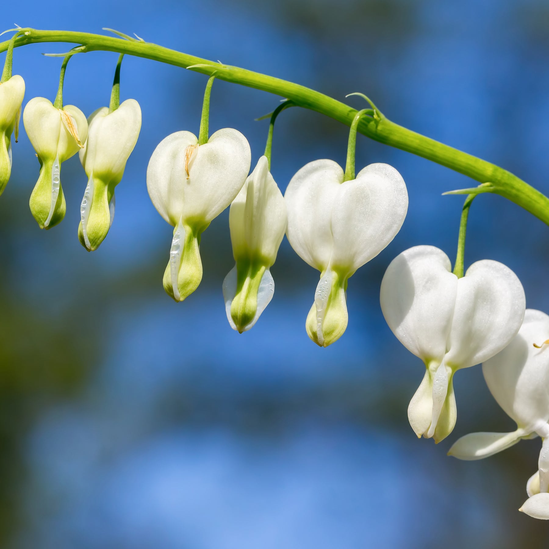 Dicentra spectabilis - 4 Coeur de Marie en mélange - Cœur de Marie
