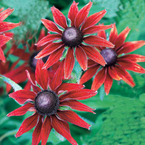 Rudbeckia Cherry Brandy, Gaillardia Kobold, Leucanthemum Banana Cream - Collection de 6 Marguerites colorées - Fleurs vivaces