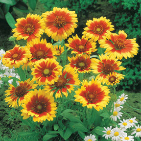 Collection de 6 Marguerites colorées - Rudbeckia Cherry Brandy, Gaillardia Kobold, Leucanthemum Banana Cream - Willemse