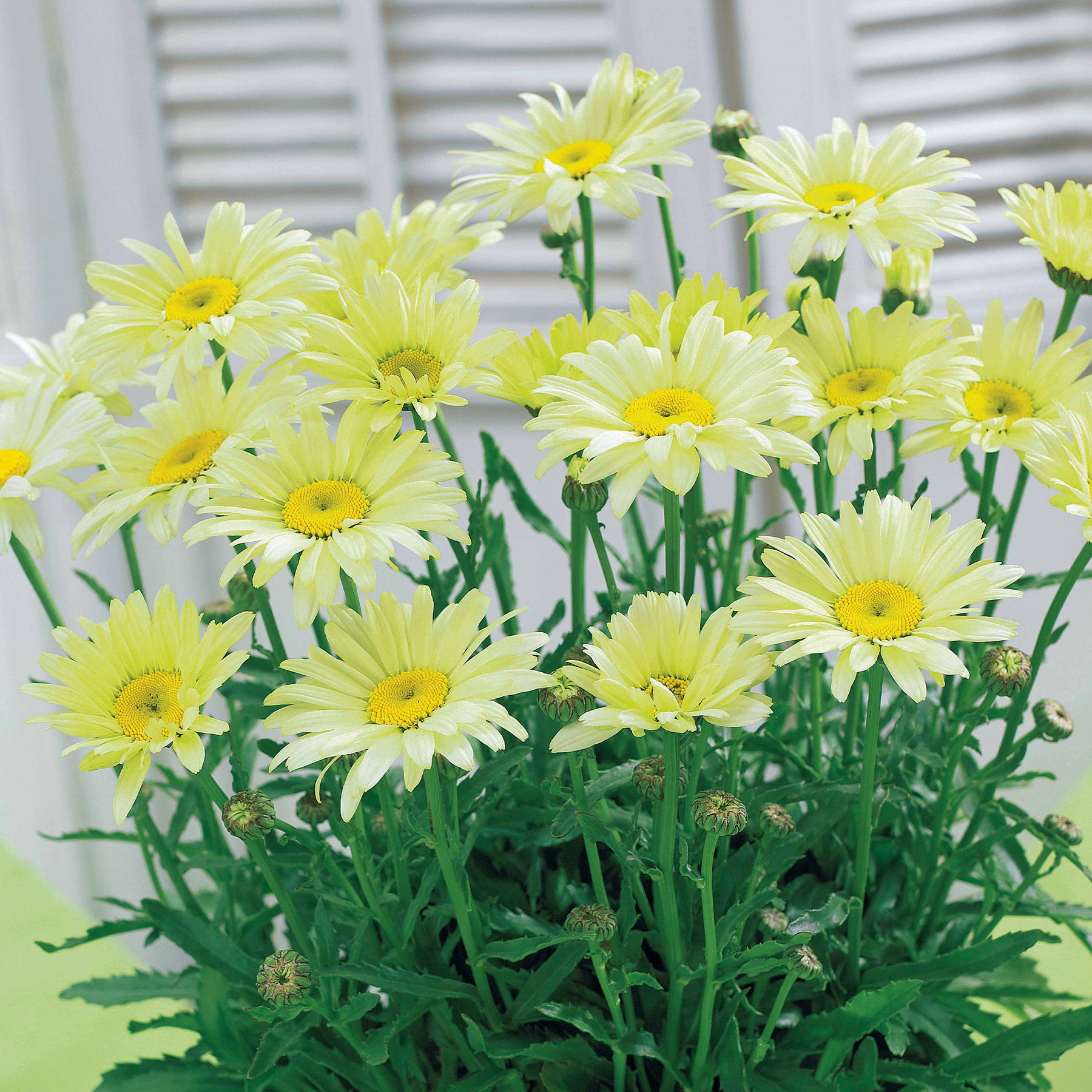 Fleurs vivaces - Collection de 6 Marguerites colorées - Rudbeckia Cherry Brandy, Gaillardia Kobold, Leucanthemum Banana Cream