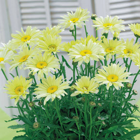 Fleurs vivaces - Collection de 6 Marguerites colorées - Rudbeckia Cherry Brandy, Gaillardia Kobold, Leucanthemum Banana Cream