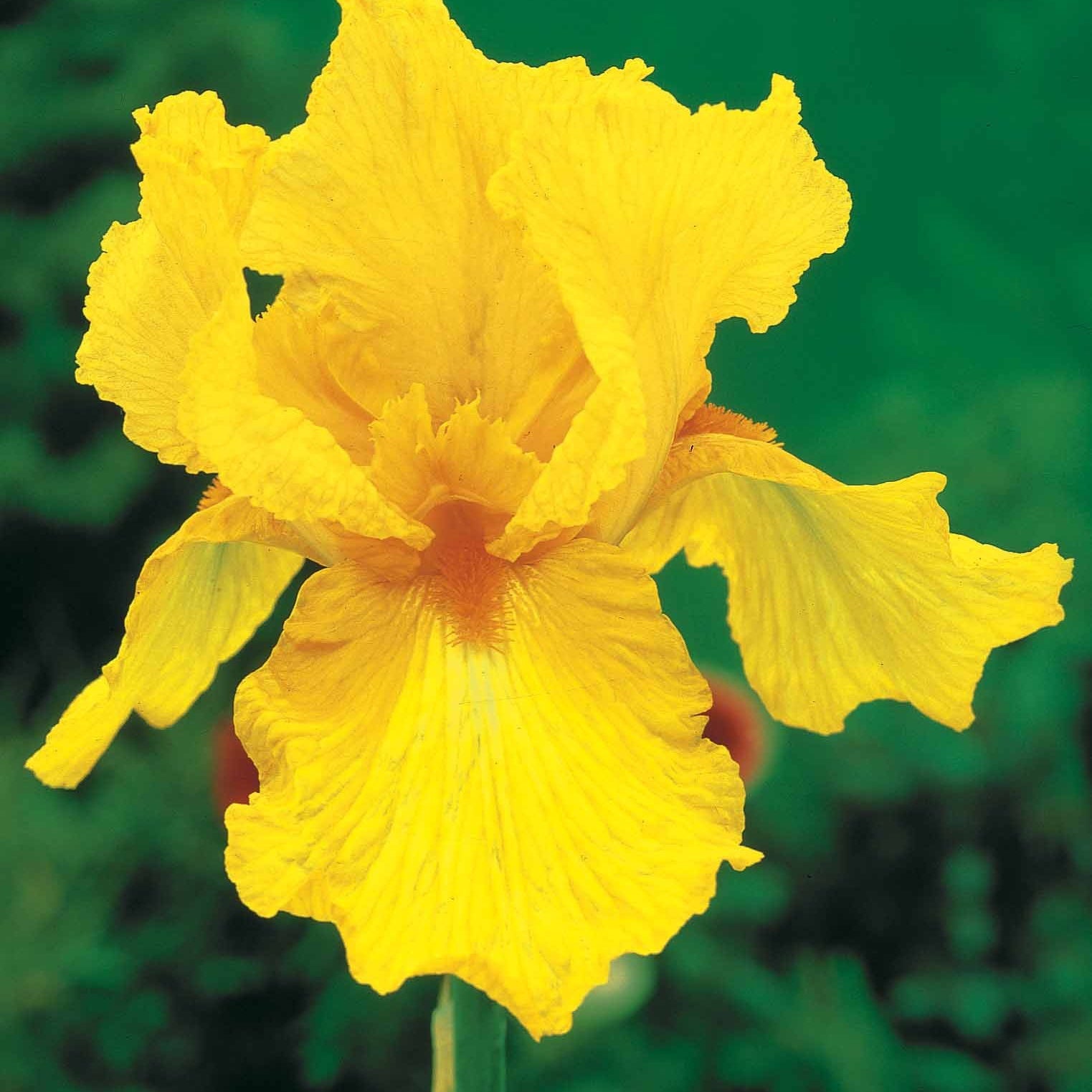 Iris germanica  (2 lasso, 2 bordure, 2 sangreal) - Collection de 6 Iris de jardin : Lasso, Bordure, Sangreal - Iris de jardin