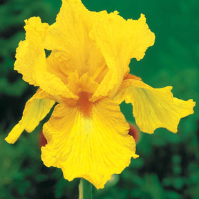 Iris germanica  (2 lasso, 2 bordure, 2 sangreal) - Collection de 6 Iris de jardin : Lasso, Bordure, Sangreal - Iris de jardin