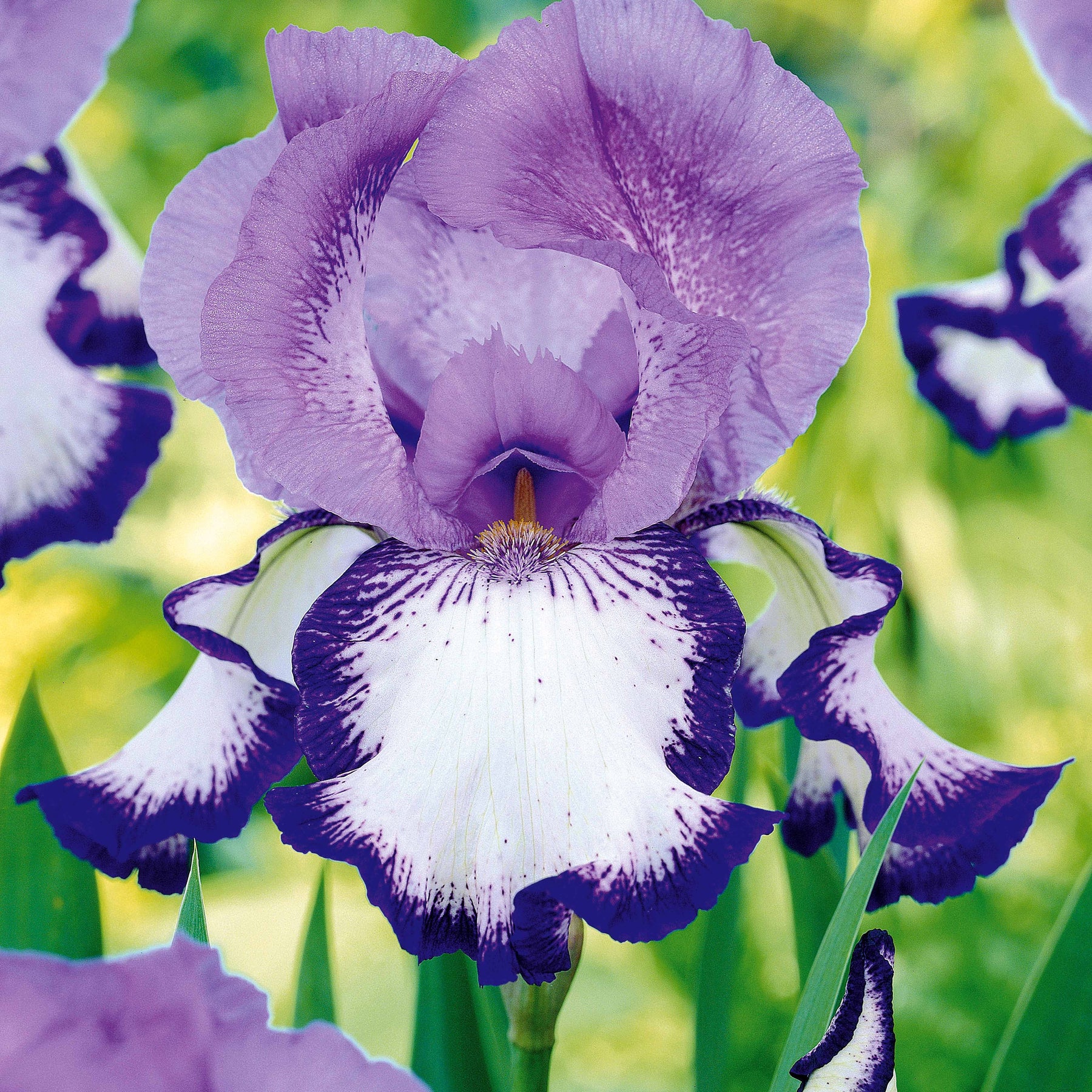 Iris de jardin - Collection de 6 Iris de jardin : Lasso, Bordure, Sangreal - Iris germanica  (2 lasso, 2 bordure, 2 sangreal)