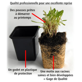 Vente Collection de 4 Lavandes blanches et roses