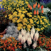 Collection fantaisie de 14 plantes vivaces  - 2 m² - Willemse