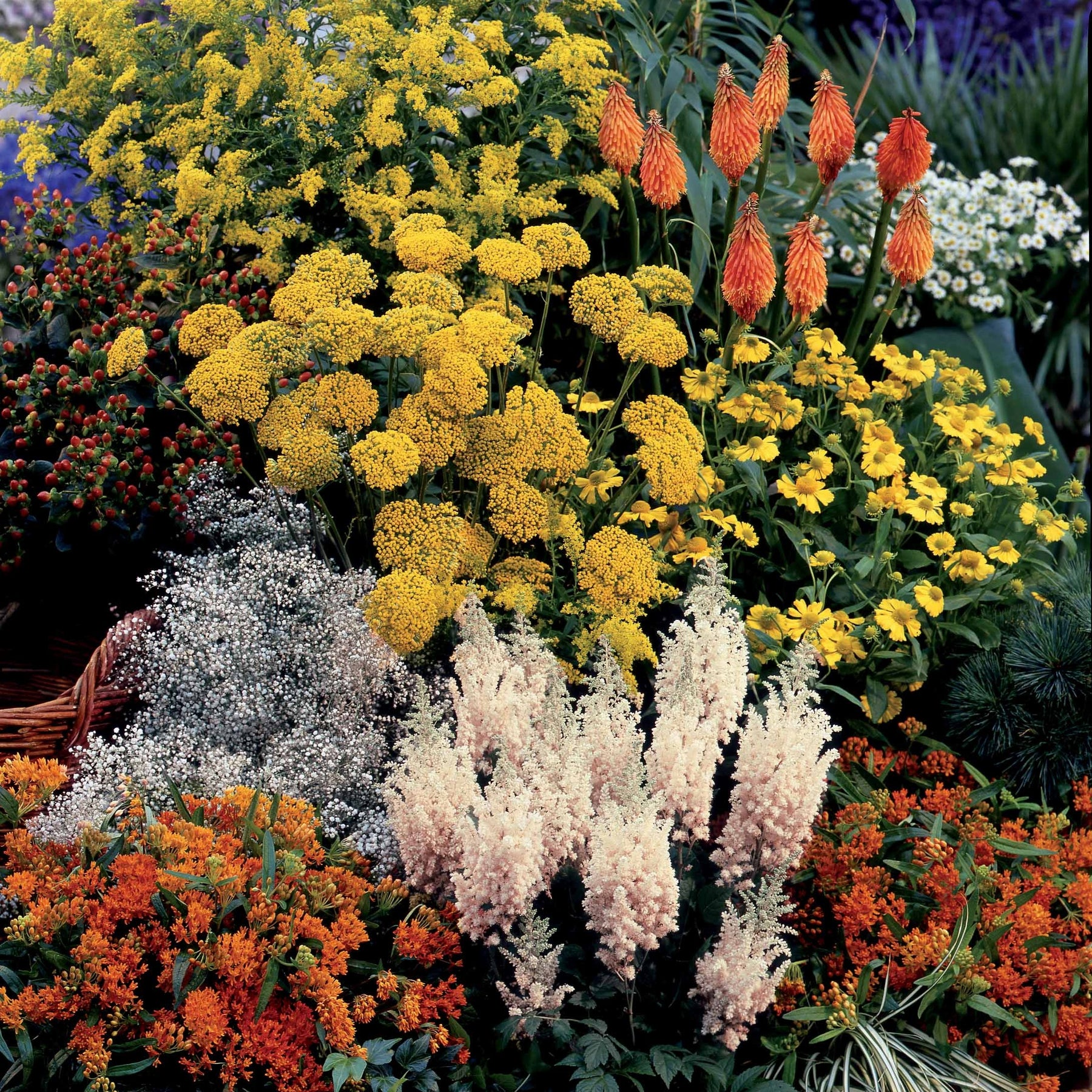 Collection fantaisie de 14 plantes vivaces  - 2 m² - Willemse
