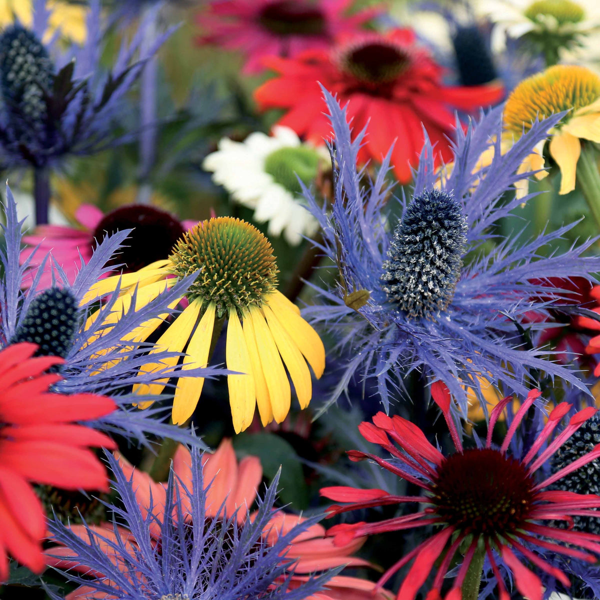 3 Rudbeckias et Chardon bleu en mélange - Willemse
