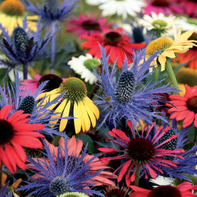 3 Rudbeckias et Chardon bleu en mélange - Rudbeckia, eryngium alpinum - Willemse