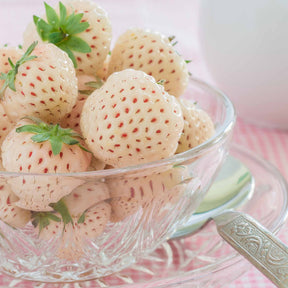 Fraisiers - Collection de 4 fraisiers originaux - Fragaria pineberry ® framberry ®
