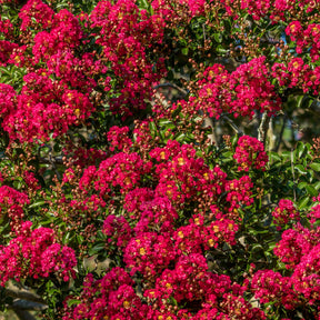 Collection de 3 Lilas des Indes : rouge, violet, blanc - Lilas des Indes - Willemse