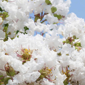 Vente Collection de 3 Lilas des Indes : rouge, violet, blanc - Lagerstroemia indica