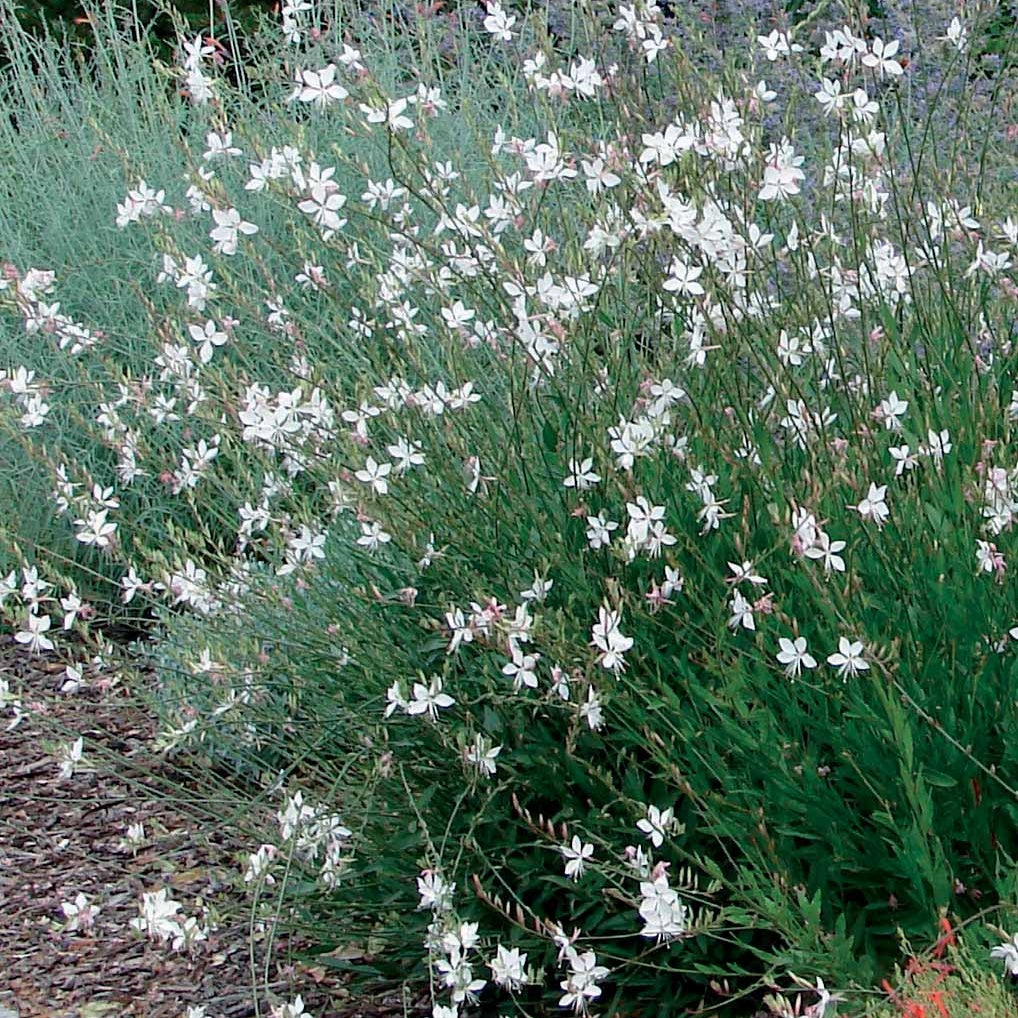 2 Gauras blanc et rose en mélange - Gaura lindheimeri (blanc +siskiyou pink) - Willemse