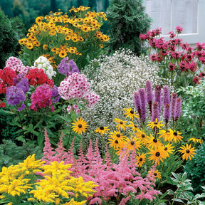 Collection de 15 plantes vivaces  - 2 m² - Helenium, Monarda,  Phlox paniculata, Rudbeckia Goldstrum, Gypsophila paniculata, Liatris spicata, Solidago, Astilbe - Willemse