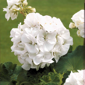 Vente Collection de 6 Géraniums : rouges, blancs, Dark Lilac - Pelargonium zonale