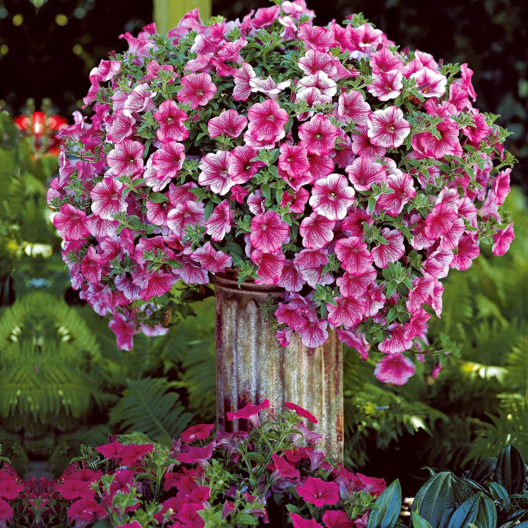 Collection de 9 Pétunias : rouges, roses, jaunes - Petunia - Willemse