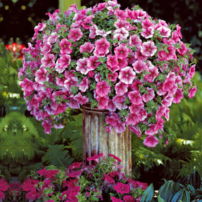 Collection de 9 Pétunias : rouges, roses, jaunes - Petunia - Willemse