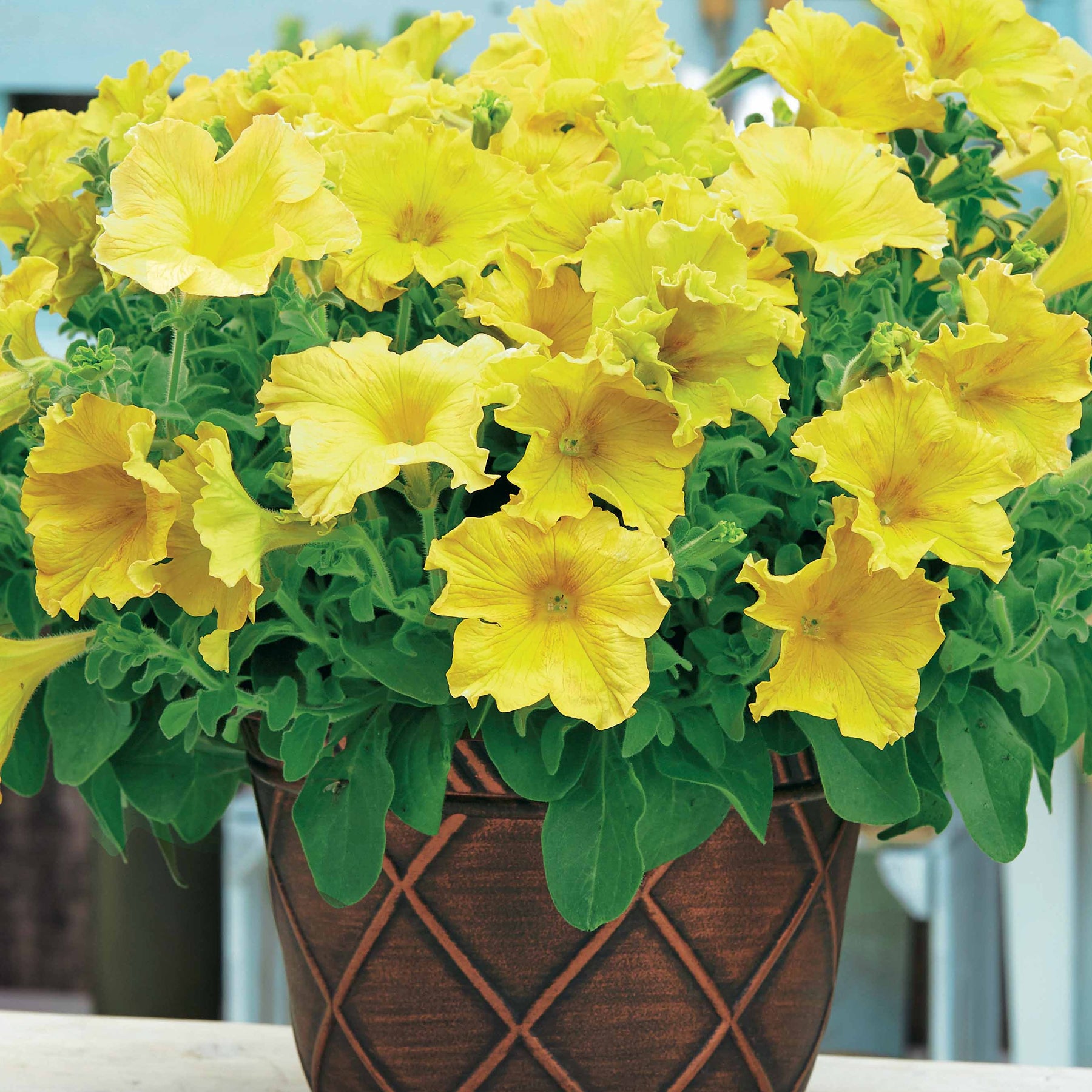Petunia - Collection de 9 Pétunias : rouges, roses, jaunes - Pétunias