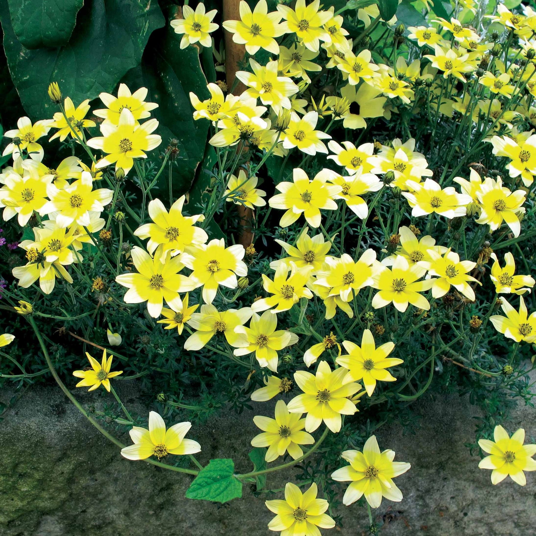 Collection de 6 Bidens jaunes et orangés - Bidens'taka tuka ferulifolia beedance painted yellow - Willemse