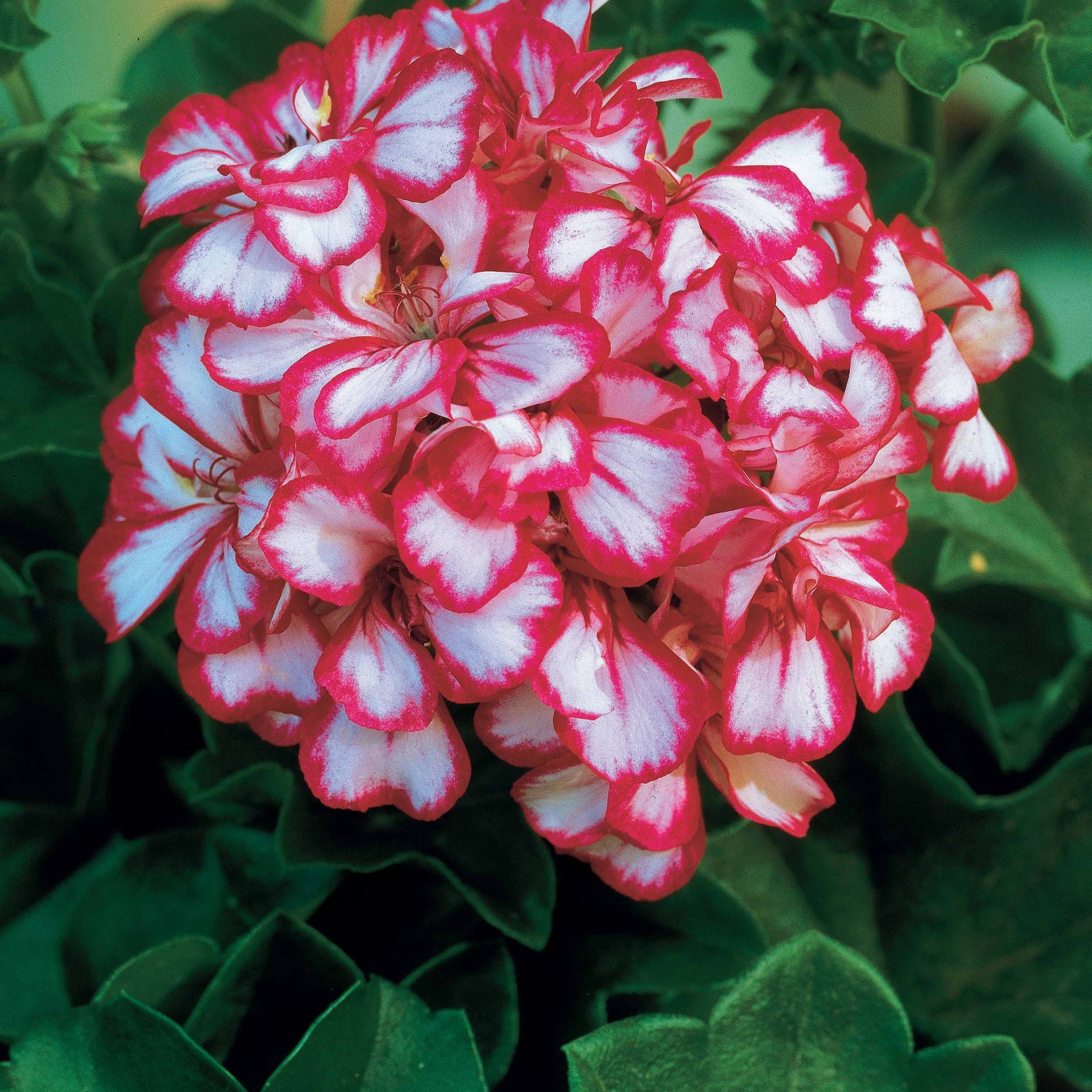 Collection de 6 Géraniums-lierres : rouge et bicolore - Pelargonium peltatum nixe , rouge - Willemse