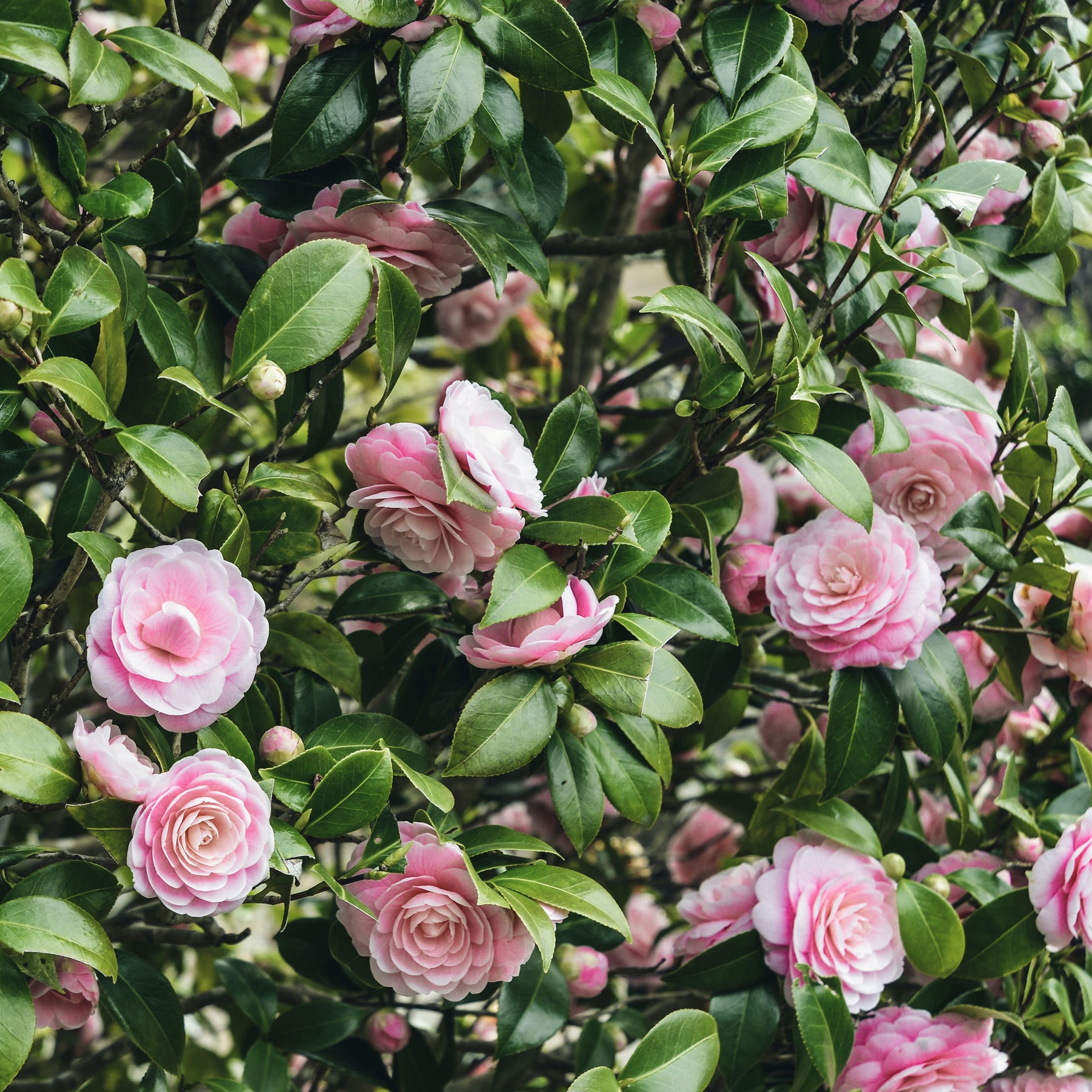 Collection de 3 arbustes d'ombre : hortensia, camélia, bambou - Hydrangea macrophylla, camelia japonica, fargesia - Willemse