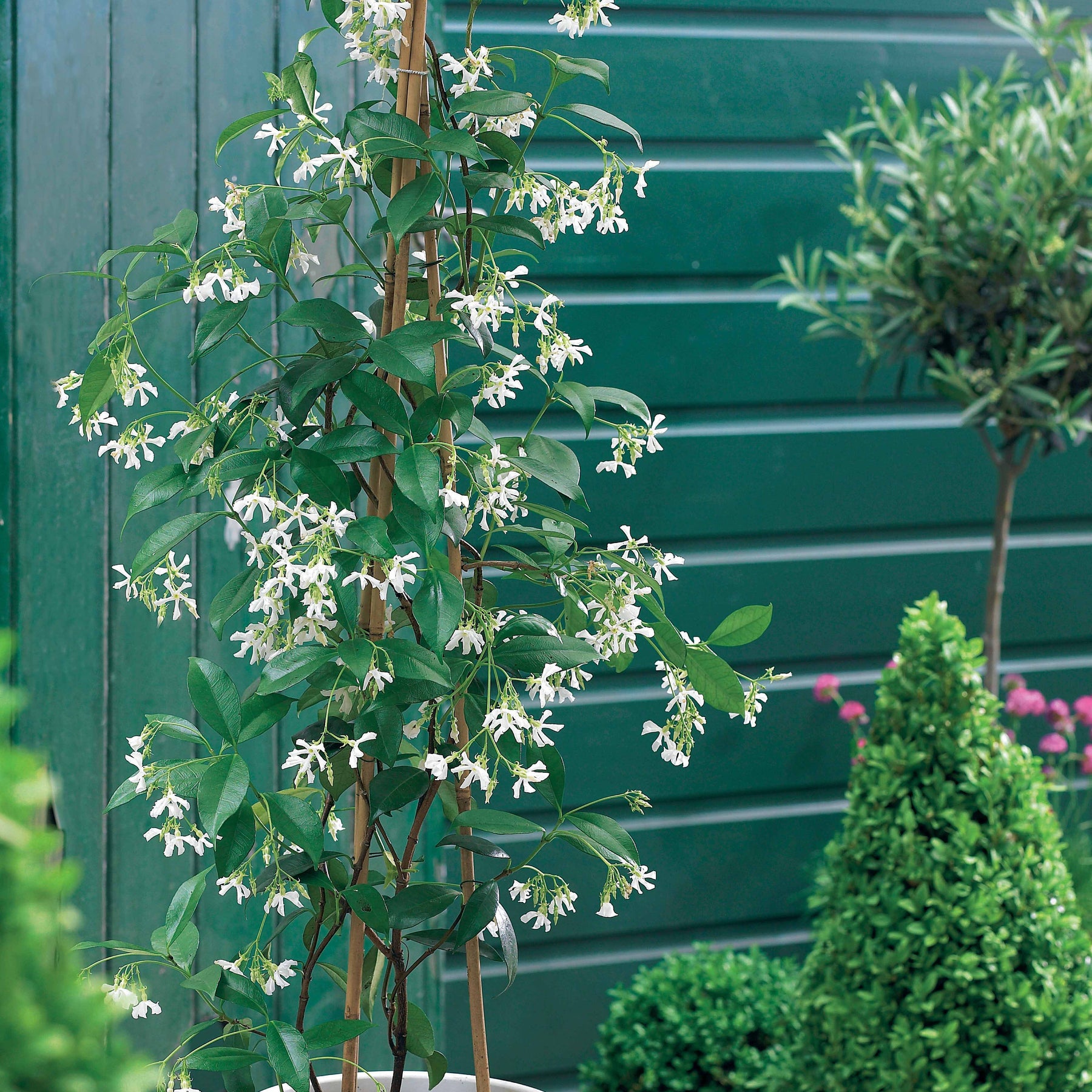 Vente Collection de 3 grimpantes : jasmin, glycine, hortensia grimpant