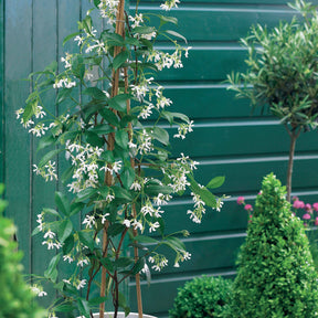 Vente Collection de 3 grimpantes : jasmin, glycine, hortensia grimpant