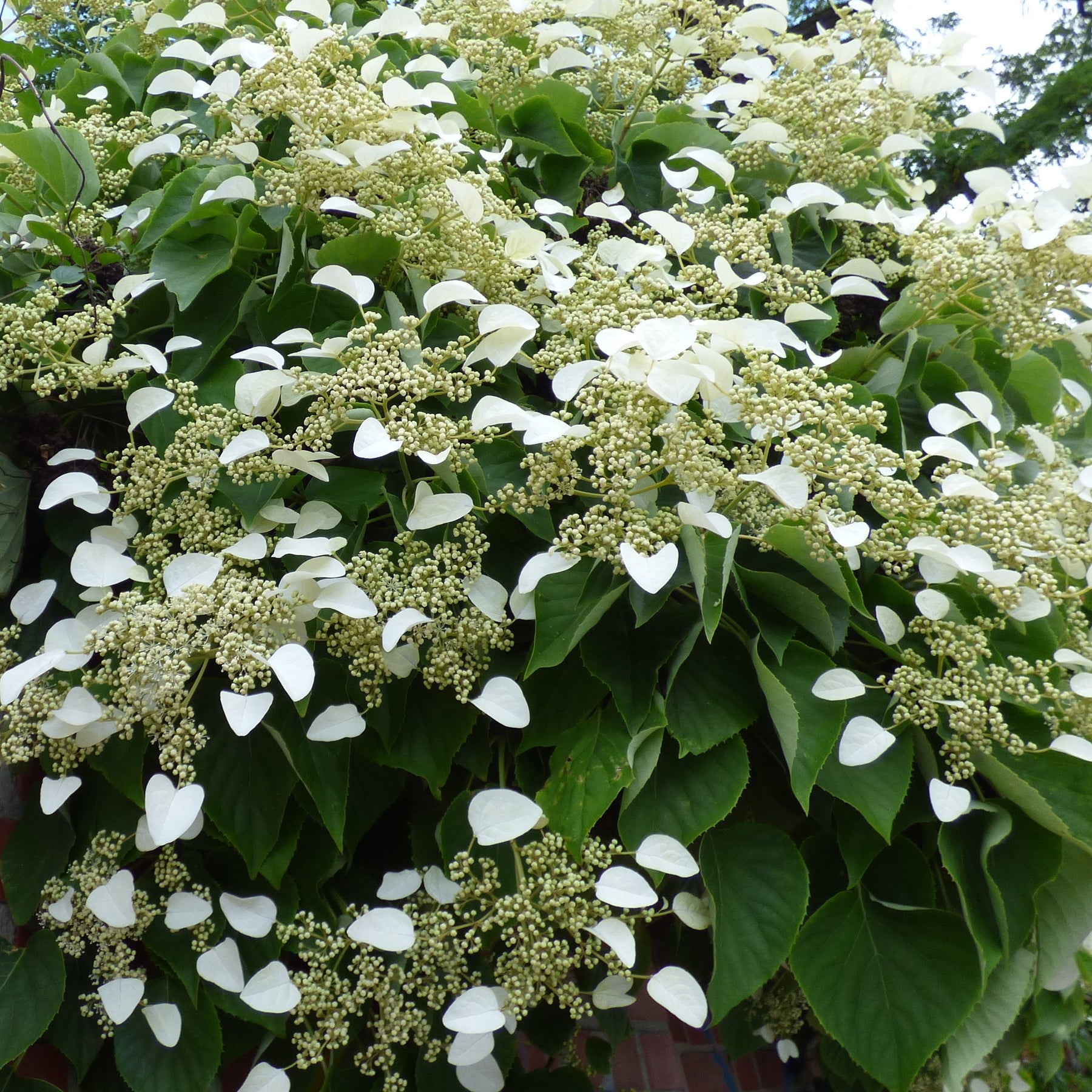 Collections d'arbustes - Collection de 3 grimpantes : jasmin, glycine, hortensia grimpant - Trachelospermum jasminoides, wisteria, hydrangea p