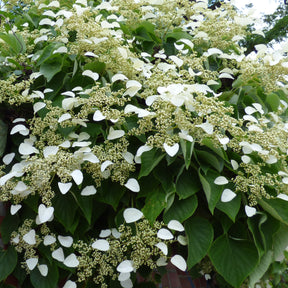 Collections d'arbustes - Collection de 3 grimpantes : jasmin, glycine, hortensia grimpant - Trachelospermum jasminoides, wisteria, hydrangea p