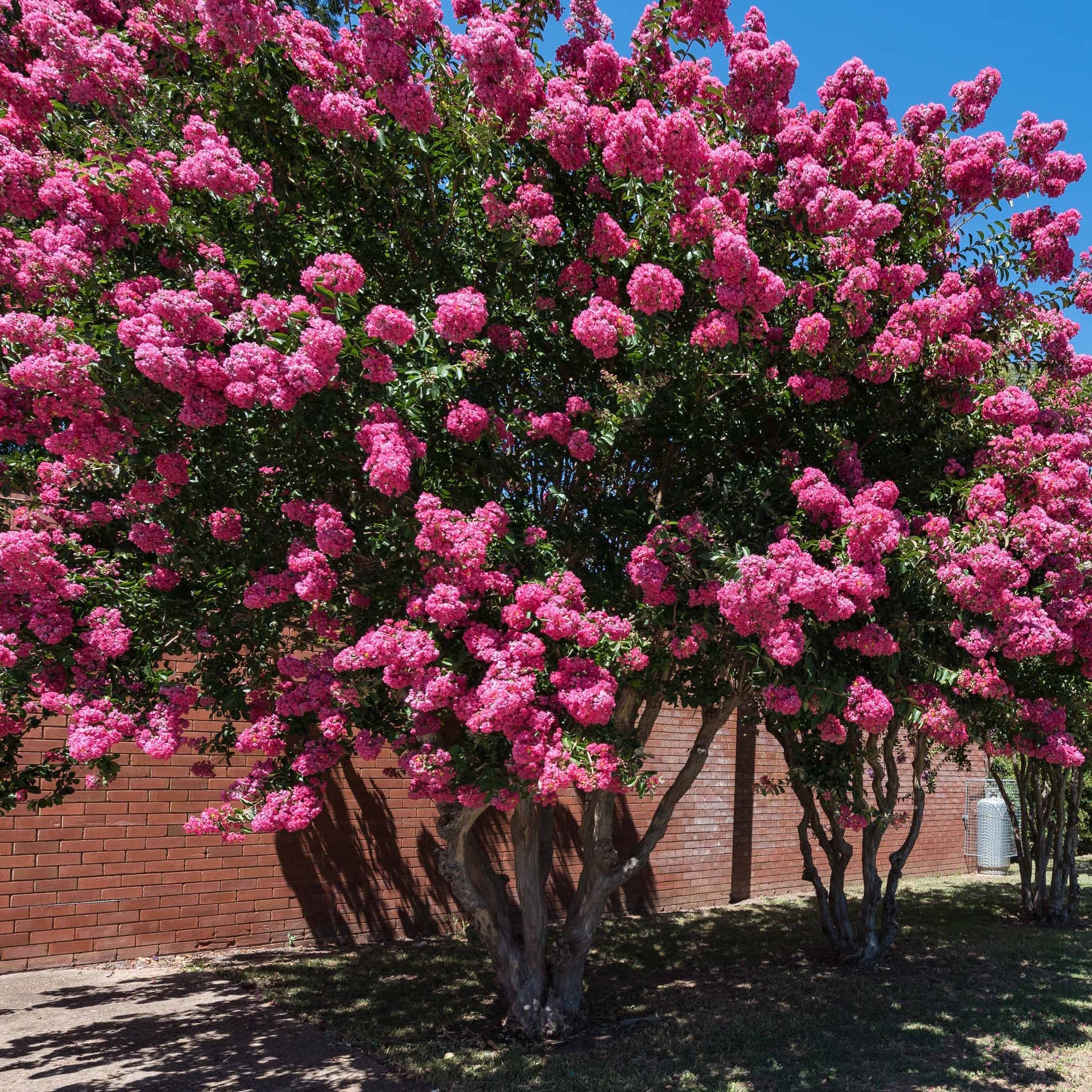 Collections d'arbustes - Collection de 3 arbustes : lagerstroemia, callistemon, genêt - Lagerstroemia indica, callistemon laevis, cytisus