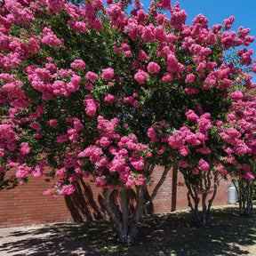 Collections d'arbustes - Collection de 3 arbustes : lagerstroemia, callistemon, genêt - Lagerstroemia indica, callistemon laevis, cytisus