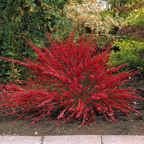 Lagerstroemia indica, callistemon laevis, cytisus - Collection de 3 arbustes : lagerstroemia, callistemon, genêt - Collections d'arbustes