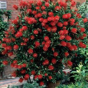Collection de 3 arbustes : lagerstroemia, callistemon, genêt - Lagerstroemia indica, callistemon laevis, cytisus - Willemse
