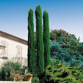 Collection de 3 arbustes : cyprès, céanothe, albizia - Cupressus totem, ceanothus impressus victoria, alb - Willemse
