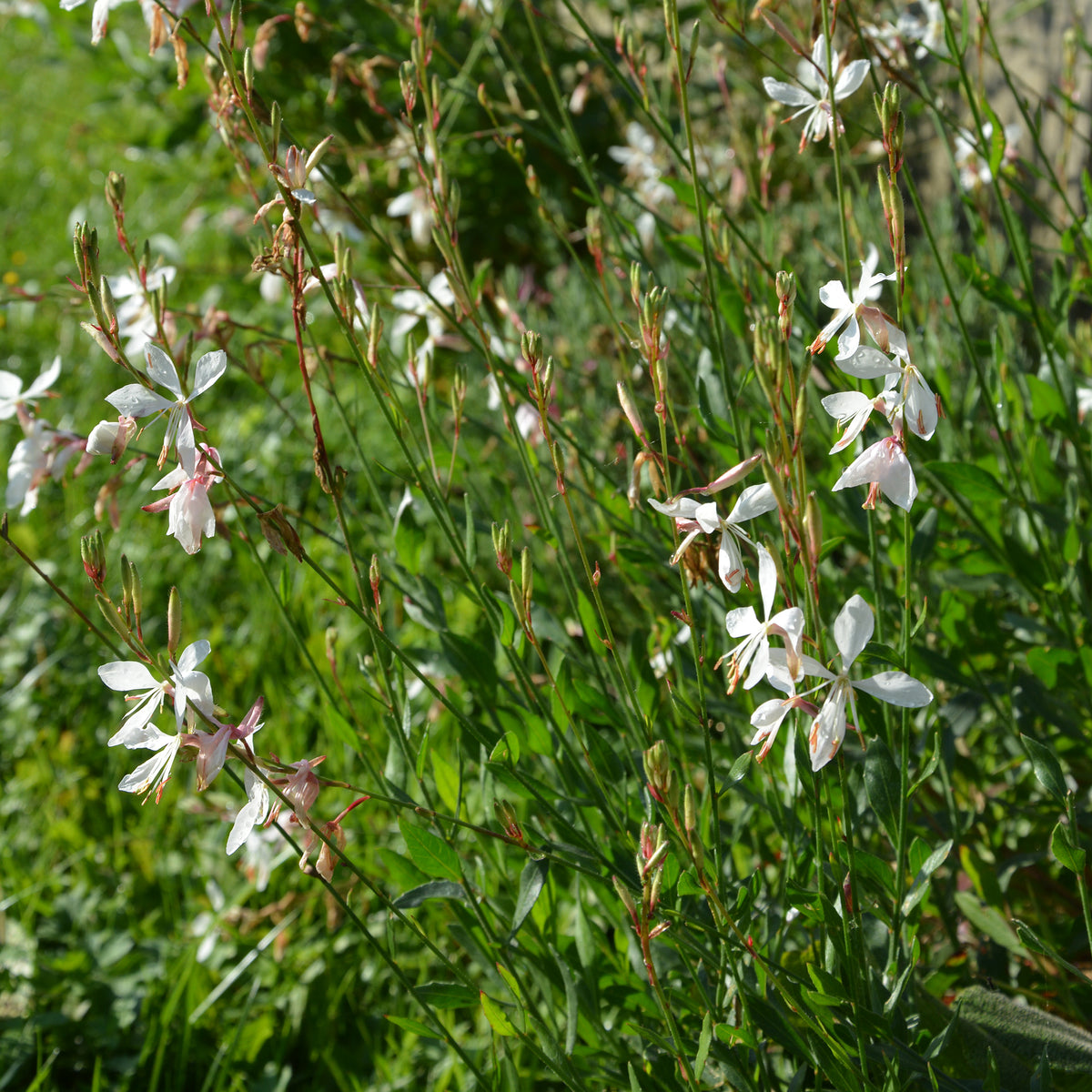 Gaura The Bride - Willemse
