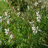 Gaura The Bride - Willemse