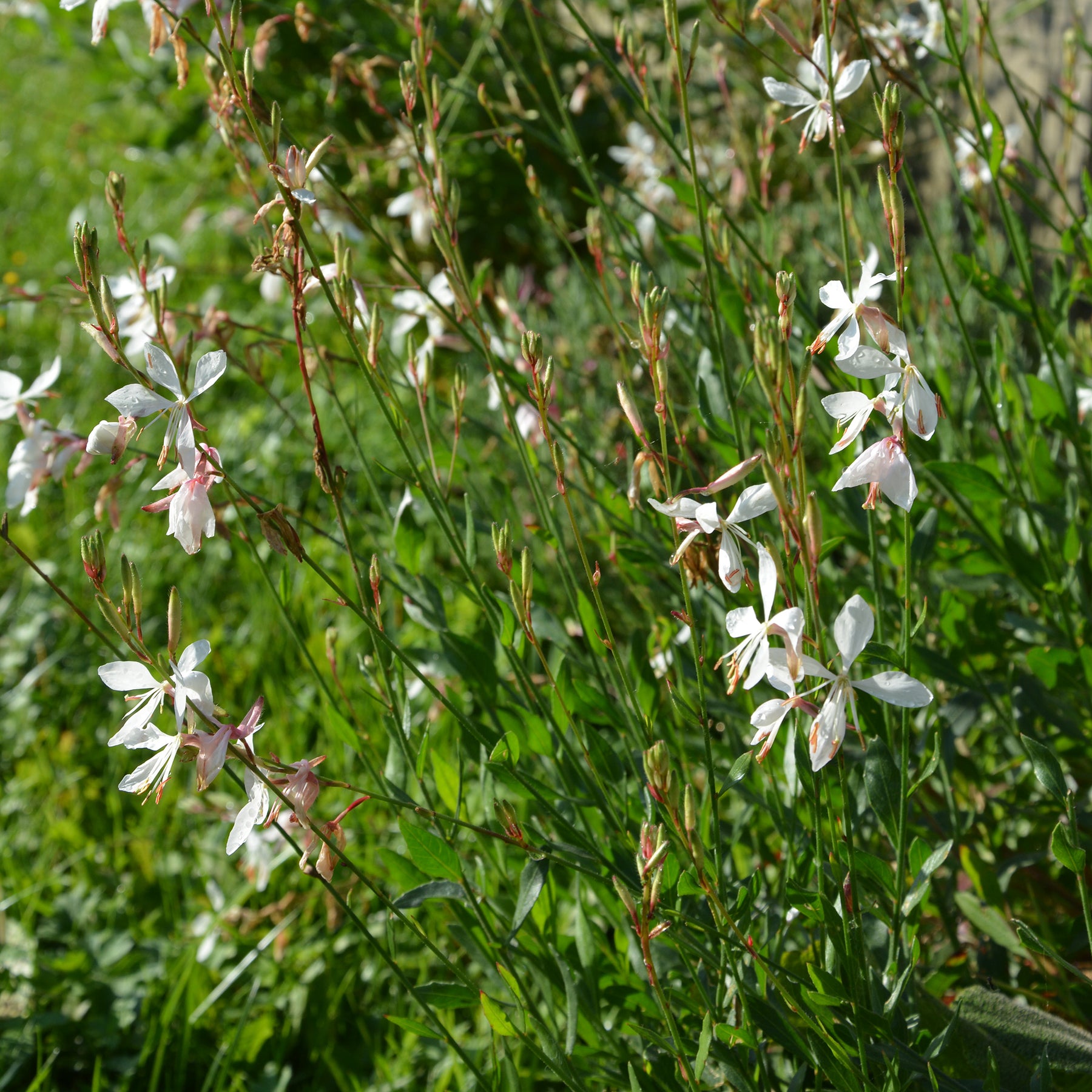 Gaura The Bride - Willemse