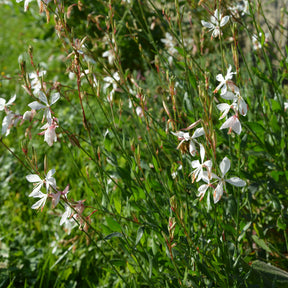 Gaura The Bride - Willemse