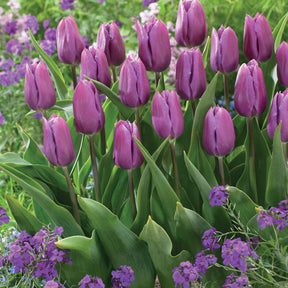 Collection de 20 Tulipes triomphe  Bellville et Blue Beauty - Tulipa triompe Bellville, Blue Beauty - Willemse
