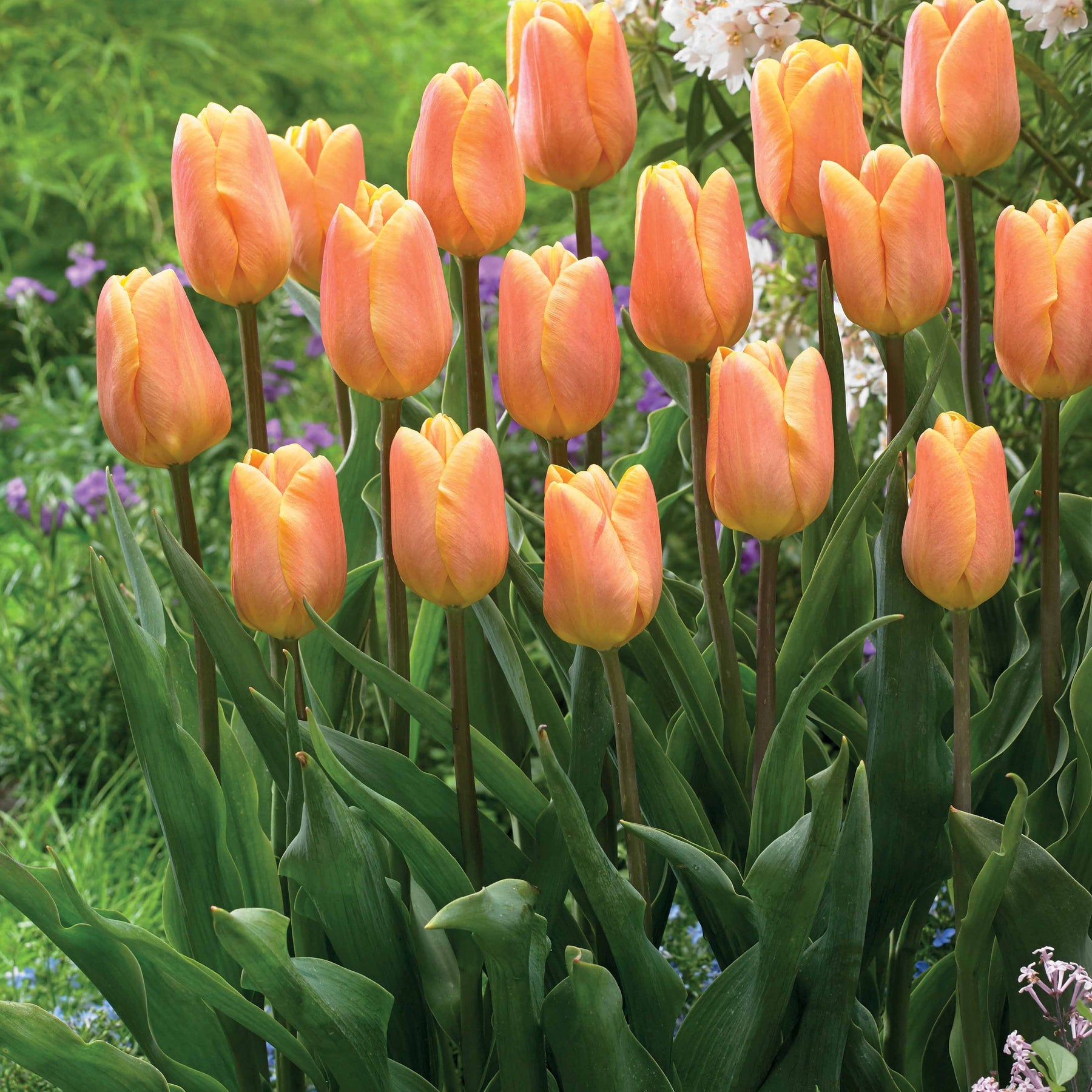 Tulipa triompe Bellville, Blue Beauty - Collection de 20 Tulipes triomphe  Bellville et Blue Beauty - Tulipe