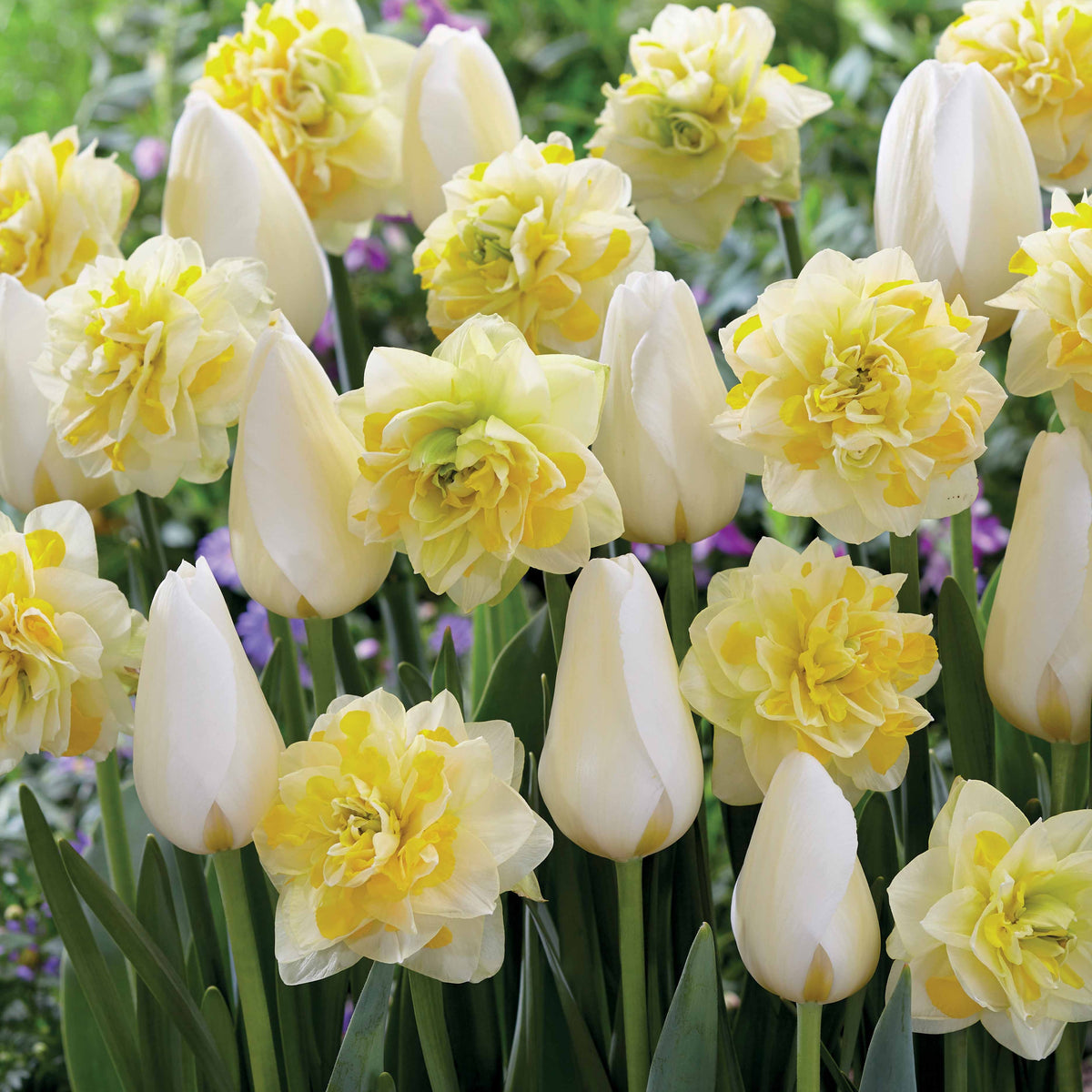 20 Tulipes Françoise et Narcisses Sweet Pomponette en mélange - Willemse