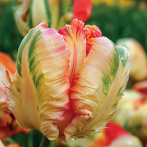 Collection de 24 Tulipes perroquet : Princesse Irene, Black Parrot, Apric - Tulipa Princesse  Irene, Black Parrot, Apricot Parrot - Willemse
